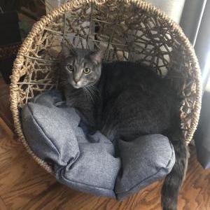 Lost Cat Zeus