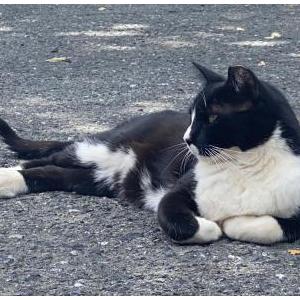 Lost Cat Sebastian