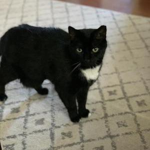 Lost Cat Cat