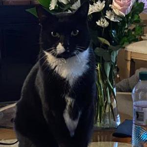 Lost Cat Archie