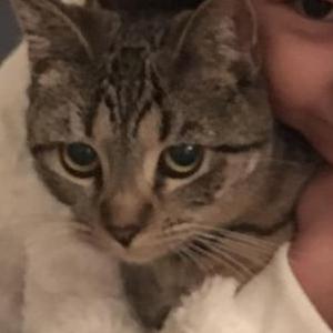 Lost Cat Coco