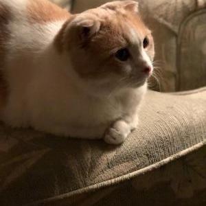 Lost Cat Dylan