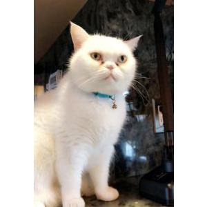 Lost Cat Bluebelle