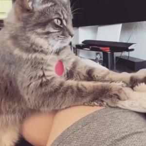 Lost Cat Dolly