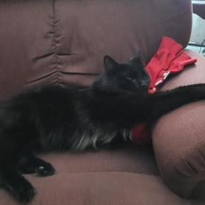 Lost Cat Diesel