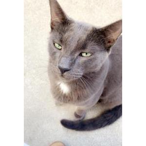 Lost Cat Smokey Robinson