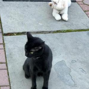 Lost Cat Shadow