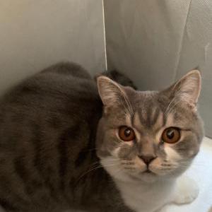Lost Cat Pikachu