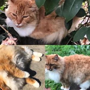 Lost Cat Simba