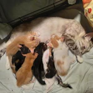 Lost Cat 6 baby kittens stole