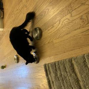 Lost Cat Kenny