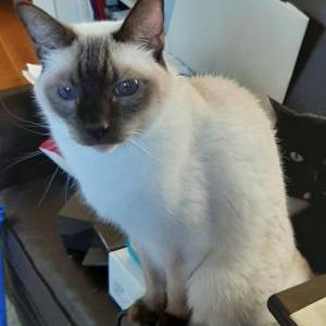 Lost Cat Albert