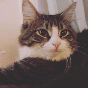 Lost Cat Luna