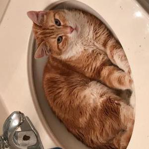 Lost Cat Vasya
