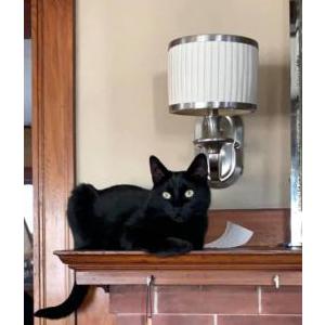 Lost Cat Poppy