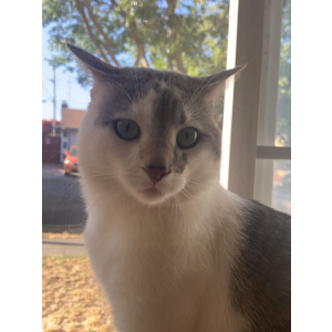 Lost Cat Shams