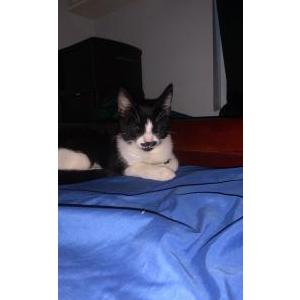 Lost Cat Mustache