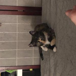 Lost Cat Cayenne