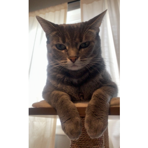 Lost Cat Polly