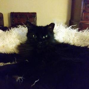 Lost Cat Sissles