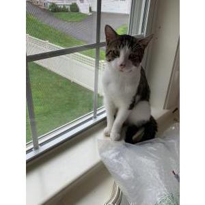 Lost Cat Ash