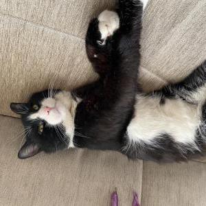 Lost Cat Efe