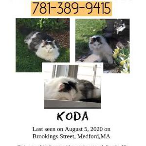 Lost Cat Koda