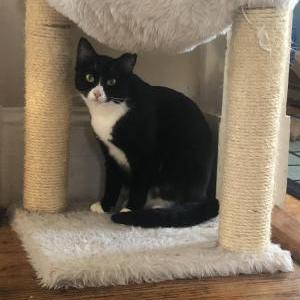 Lost Cat Sylvia