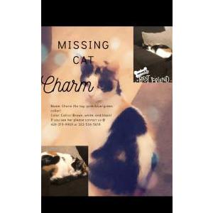 Lost Cat Charm