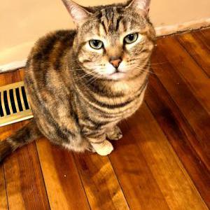 Lost Cat Ama