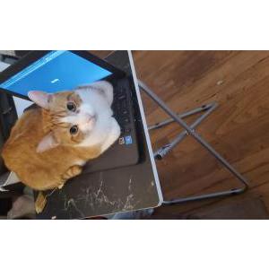 Lost Cat zoom