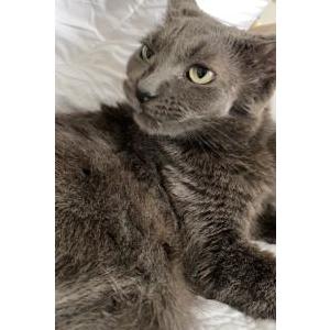 Lost Cat Luna