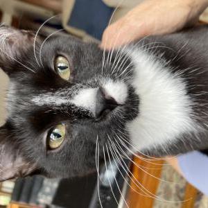 Lost Cat Mickey