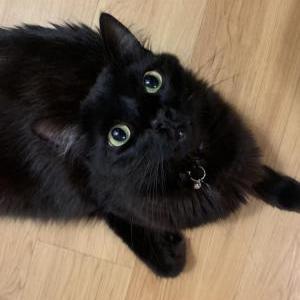 Lost Cat Dexter