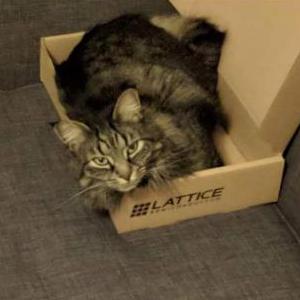 Lost Cat Jingles