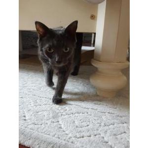 Lost Cat Luna (la LuLu)
