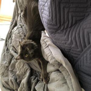 Lost Cat Luna/Chip says Tia