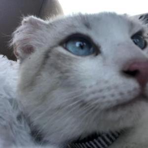 Lost Cat Vinny