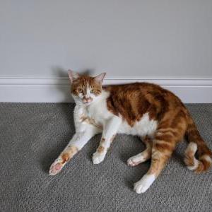Lost Cat Stan