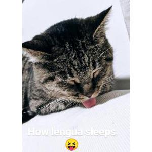 Lost Cat Lengua