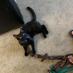Lost Cat Moose