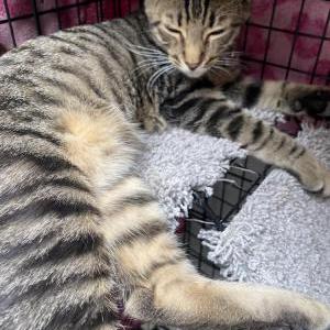 Found Cat Unknown