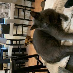 Lost Cat Kazimir