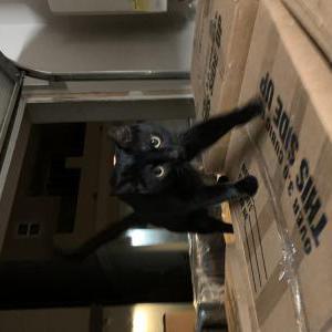 Found Cat Unknown