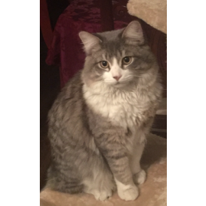 Lost Cat Luis