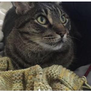 Lost Cat Panther