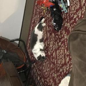 Lost Cat Kesha