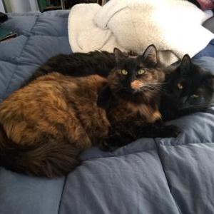 Lost Cat Queen Priscilla Anne