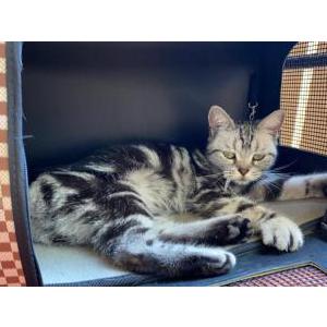 Found Cat Unknown