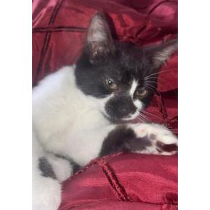 Lost Cat Pixie
